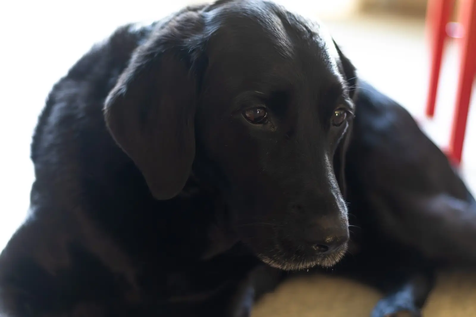Pet Policy Pages for Property Management Websites